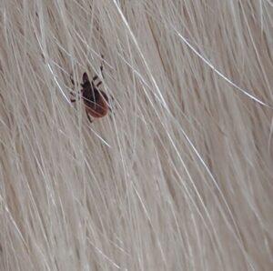 small tick on a horse's leg hair