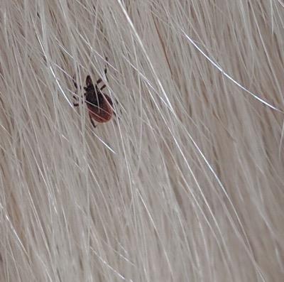 small tick on a horse's leg hair