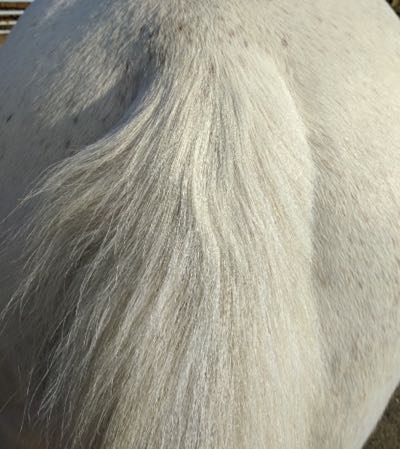 before and after a tail trim