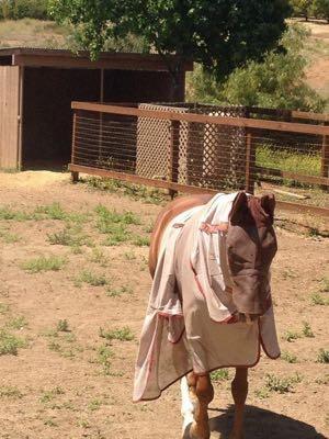 horse wearing a fly sheet that's falling off