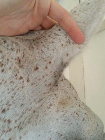 touching a horse's ear