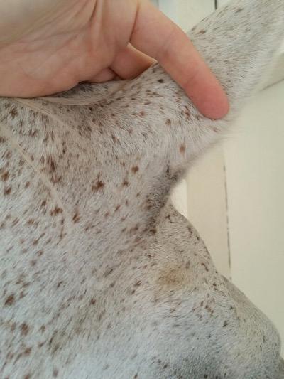 touching a horse's ear