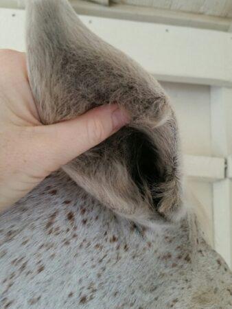 feeling the inside of a gray horse ear