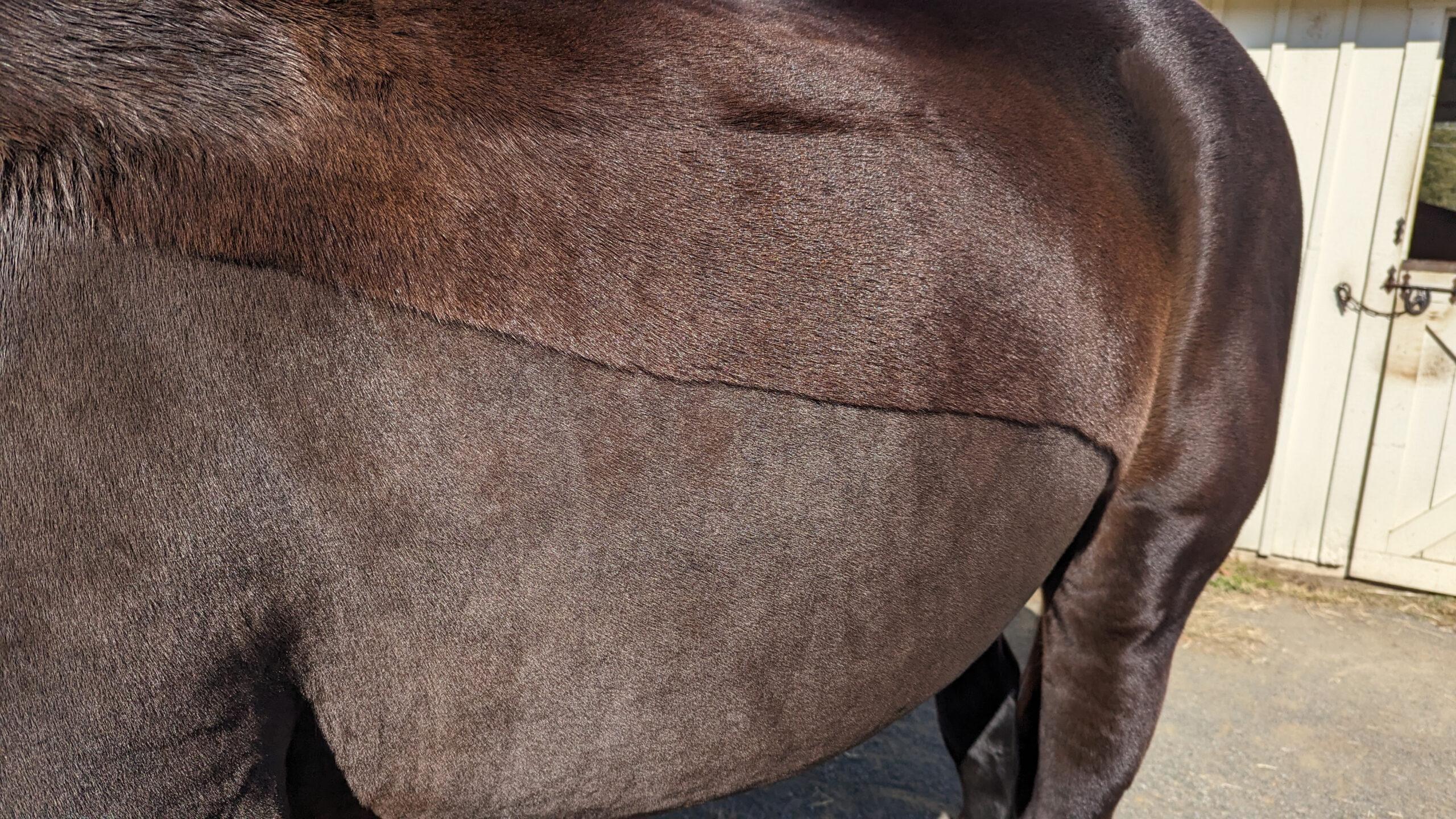 trace clip line and post clip shine on a black horse