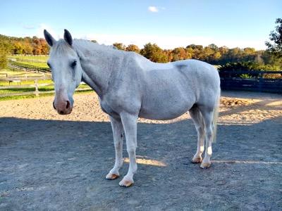 gray horse with full body clip and saddle pad area