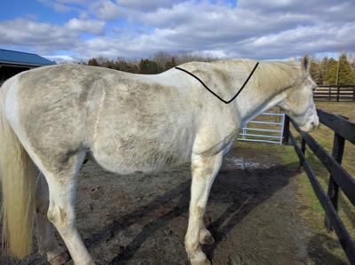 trapezius muscle location marked on a horse