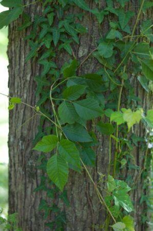 poison ivy on a tree