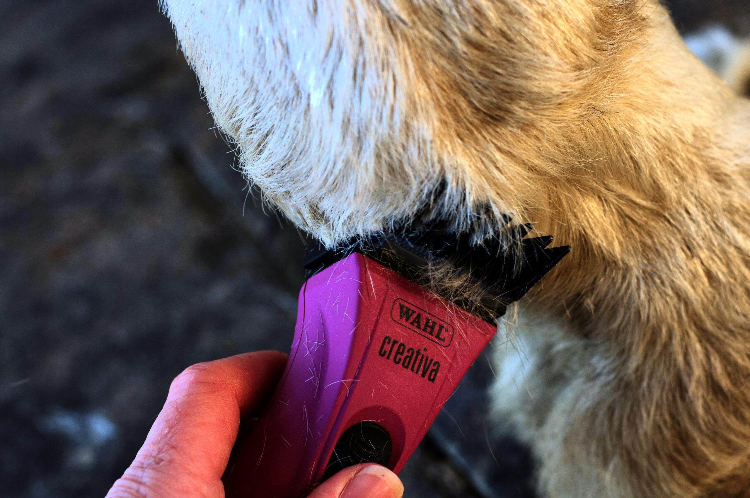 clipper comb on a trimmer to clip the fetlock area