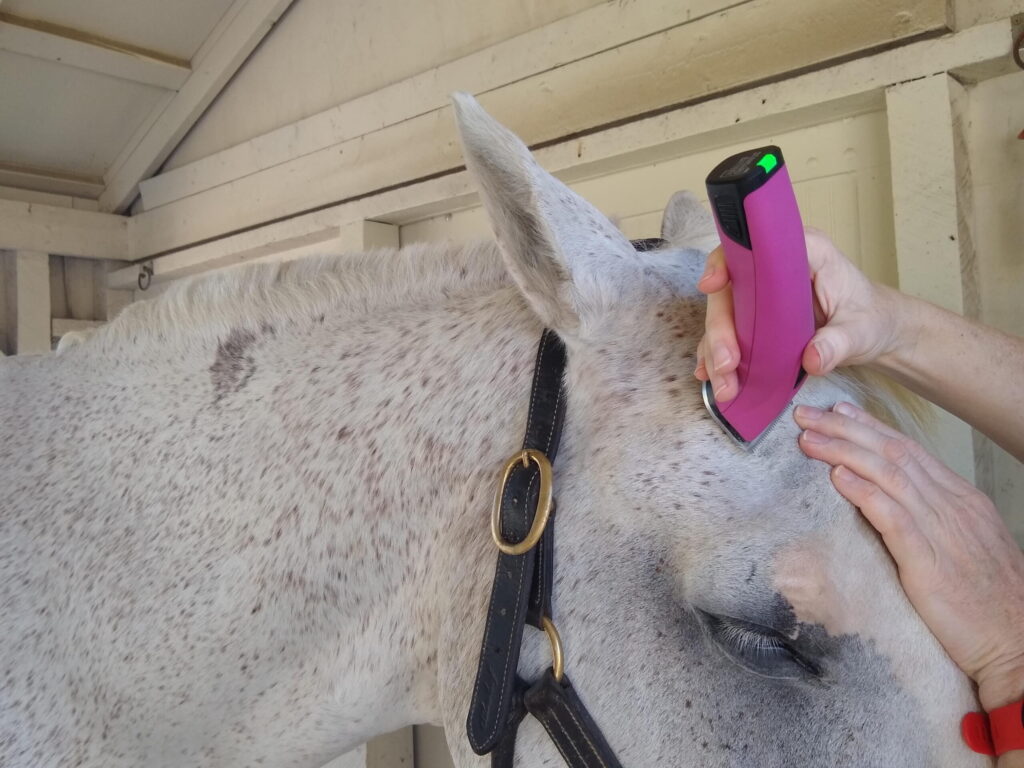 using horse trimmers to tidy a horse's face