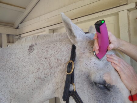 using horse trimmers to tidy a horse's face