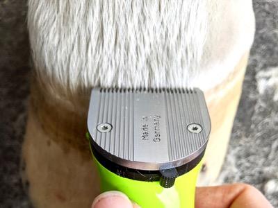 trimming the coronary band with arco trimmers