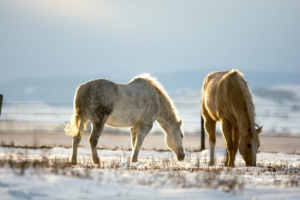 two horses grazing on scrub under snow