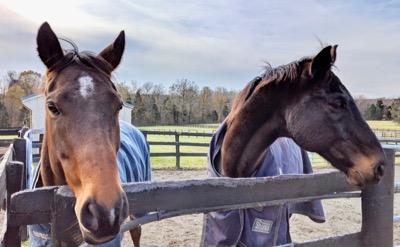 two horses in winter blankets in a paddock