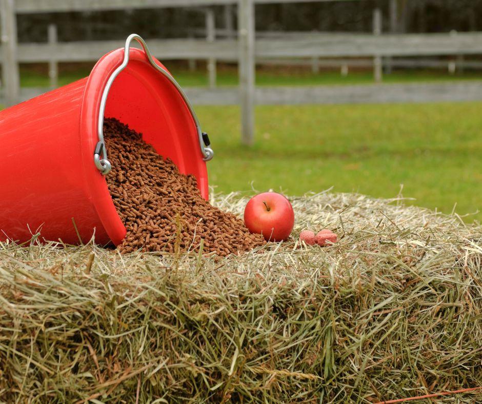 horse grain bucket with hay and apple