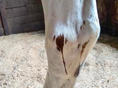 urine scald on horse's hind leg
