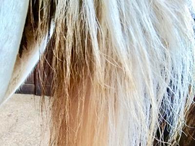 urine and manure stains on horse's gray tail