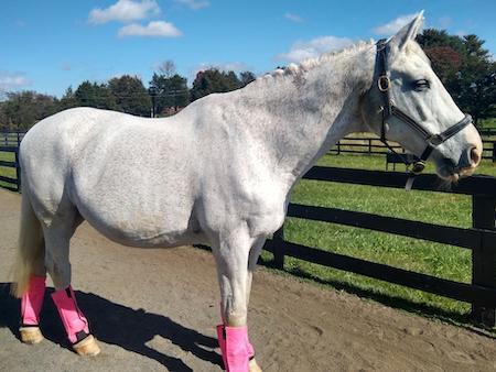 shoofly legging fly boots