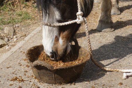 horse with big blaze and rope halter eating grain from a shallow rubber bowl