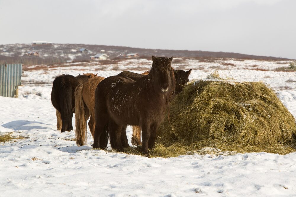 very furry ponies eating from a round bale of hay