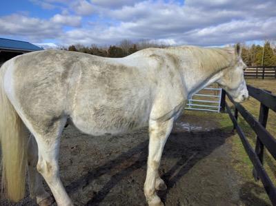 filthy gray horse in winter