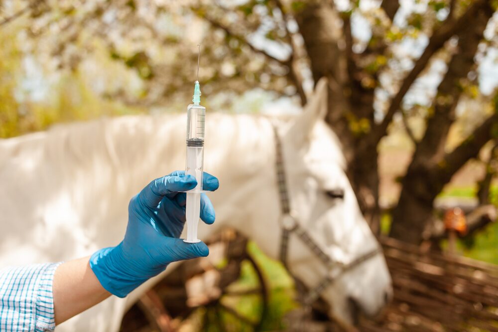 vet holding a syringe in front of a horse