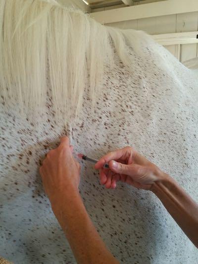 vet giving sub q shot