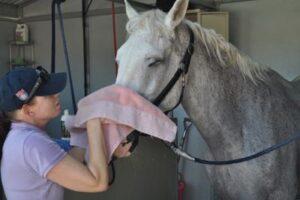 washing-horse-face-towel