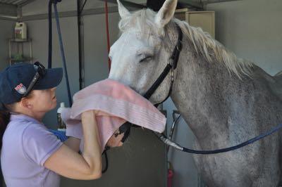 washing-horse-face-towel
