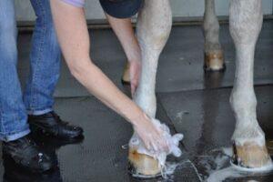 washing-horse-legs