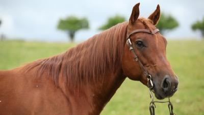 horse wearing western bridle without a noseband