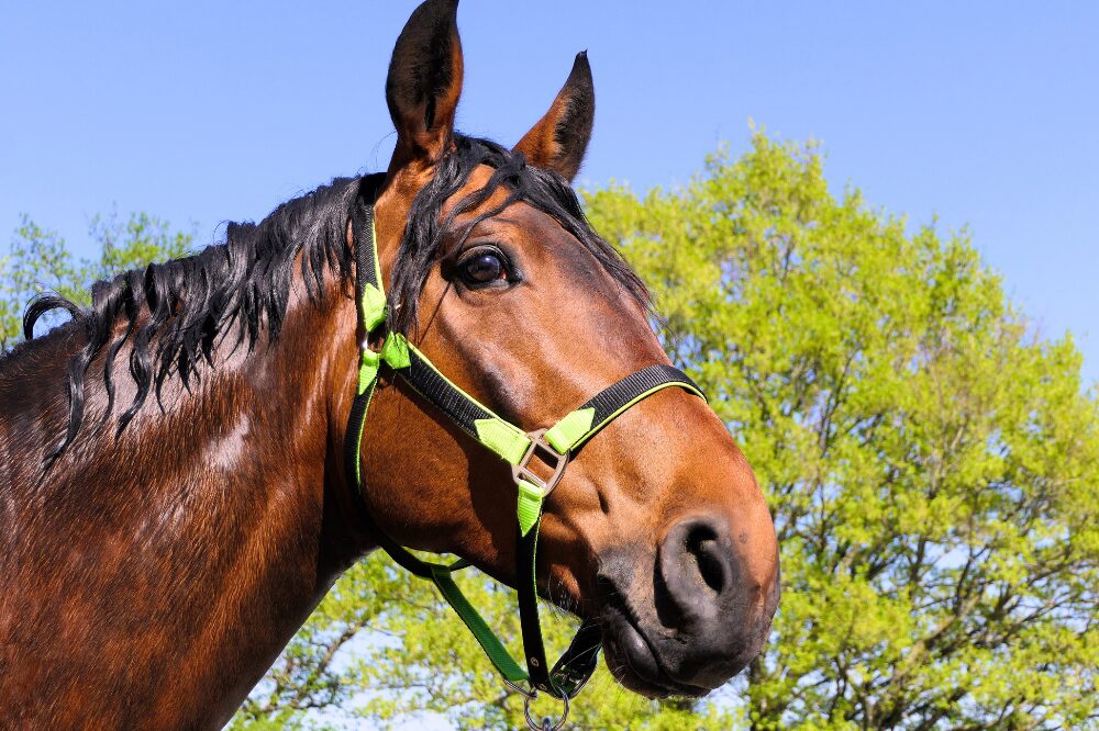 wet horse after a shampoo bath