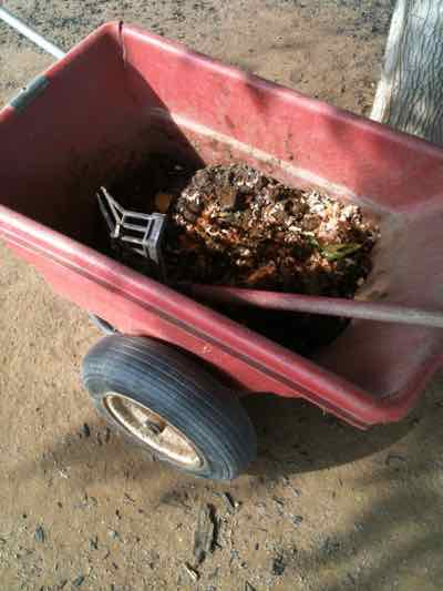 wheelbarrow with manure fork