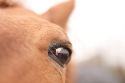sclera-of-horse