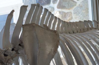 scapula and withers on a horse