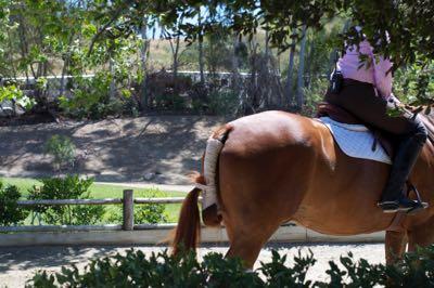 wrapped and secured tail at a horse show