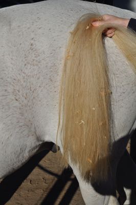 yellow tail on white horse