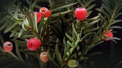 yew plant toxic to horses