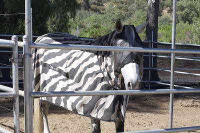 zebra print fly sheet on a horse
