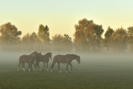 four horses in a pasture at dawn with trees in the background and fog