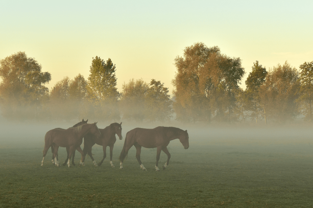 four horses in a pasture at dawn with trees in the background and fog