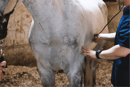 equine vet using a stethoscope to listen to horse gut sounds