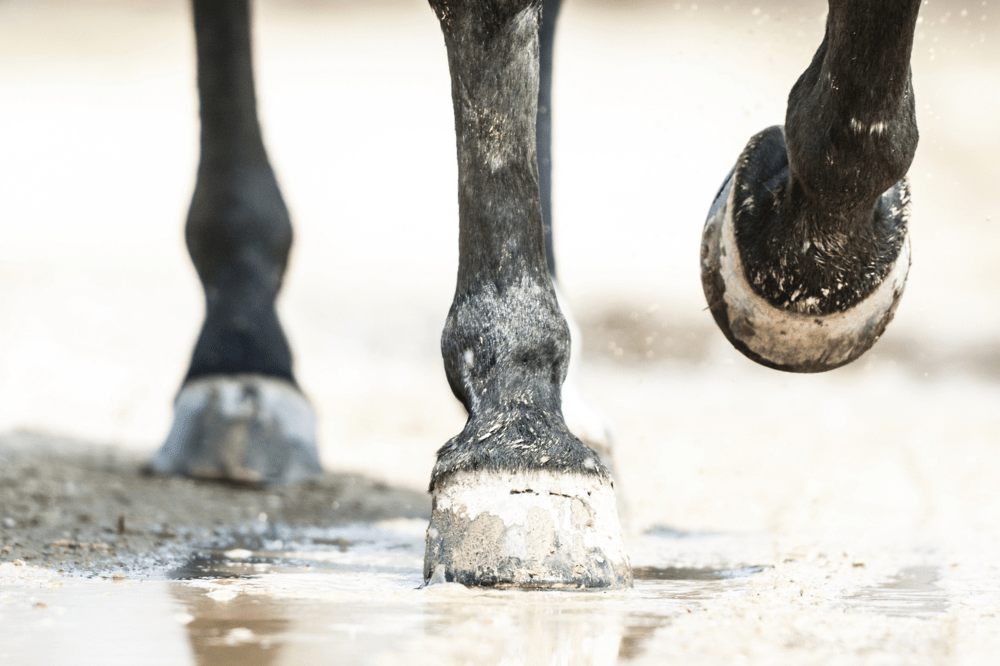 up close of horse lower legs walking on muddy ground 