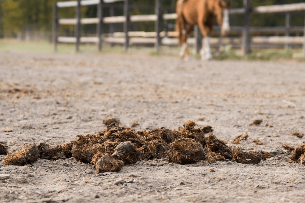 horse manure pile in a paddock with fencing and a horse in the background