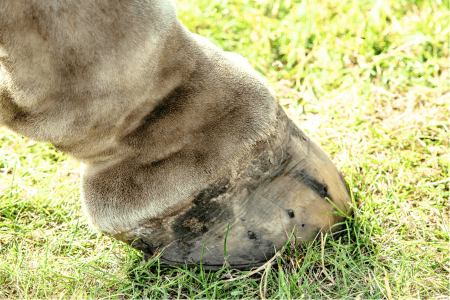 a horse's pastern area and hoof showing clipped hair and thick, folded skin that indicates cpl or milk leg in horses