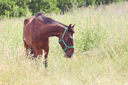 skinny horse in a field of tall grass