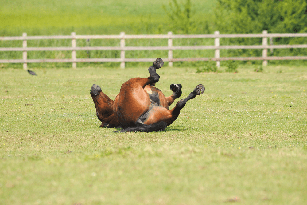 dark bay horse rolling from colic in a field