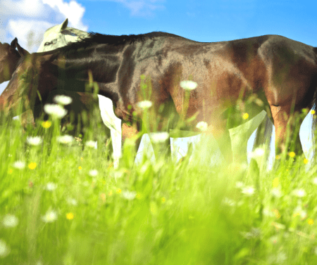 horses in a field in summer