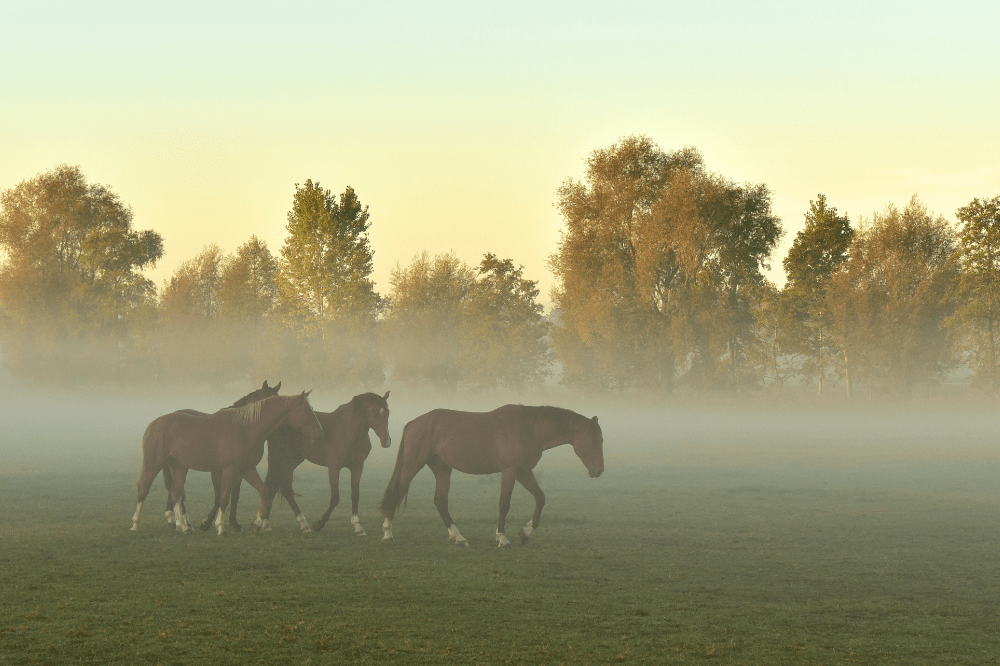 horses walking through a foggy field