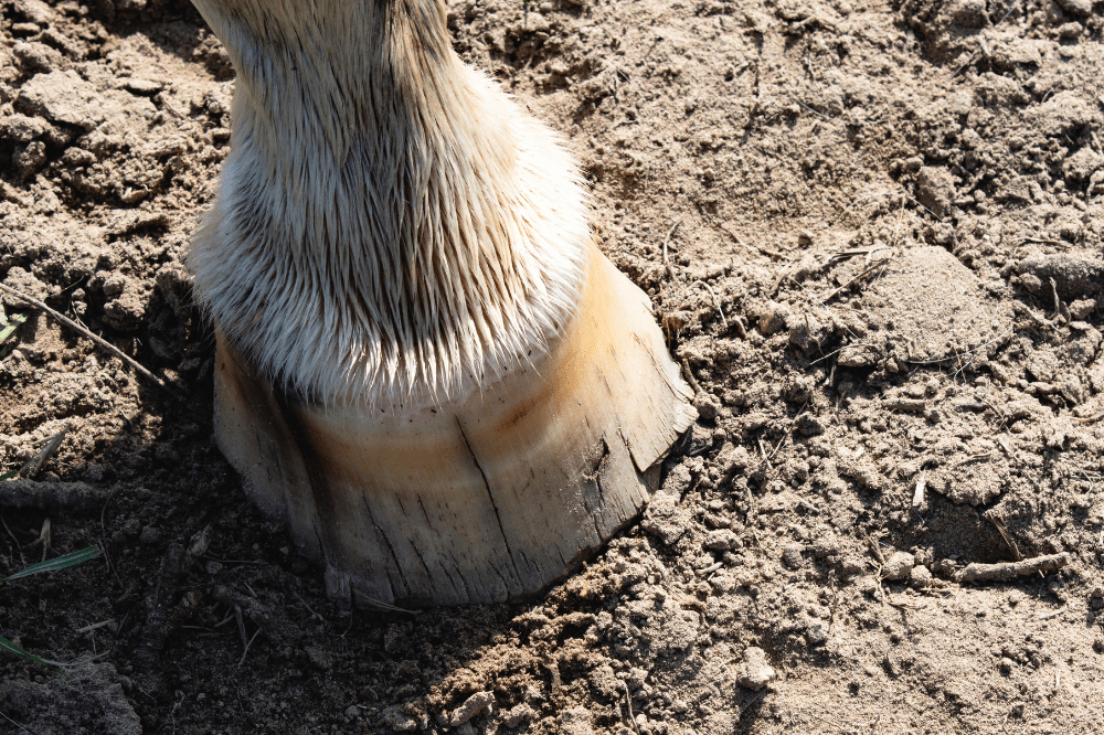 lower leg and hoof of a barefoot horse with several cracks around the hoof