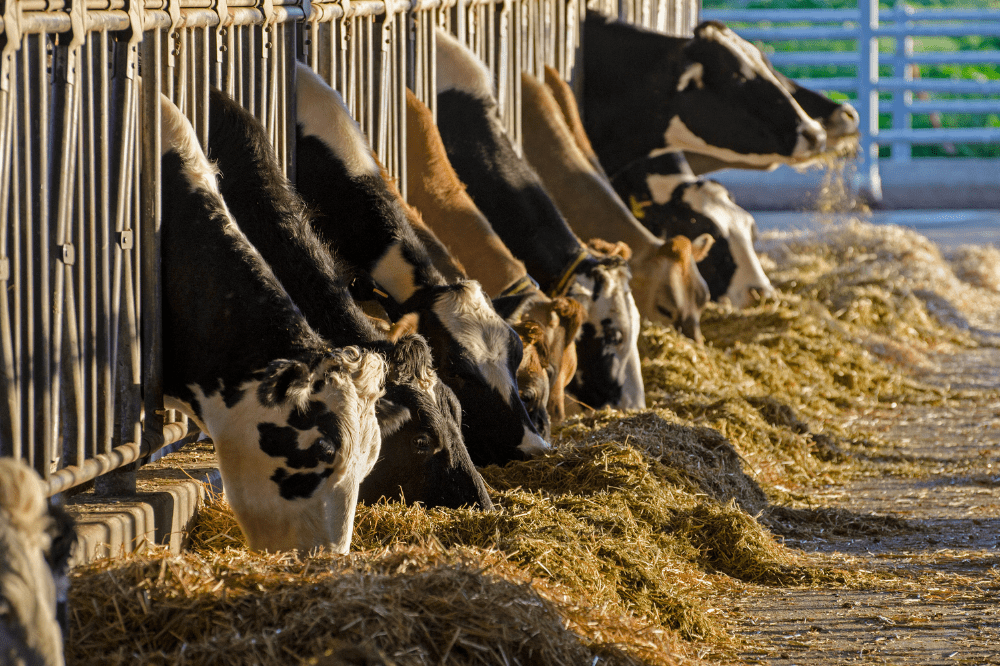 A row of cows eating in a barn